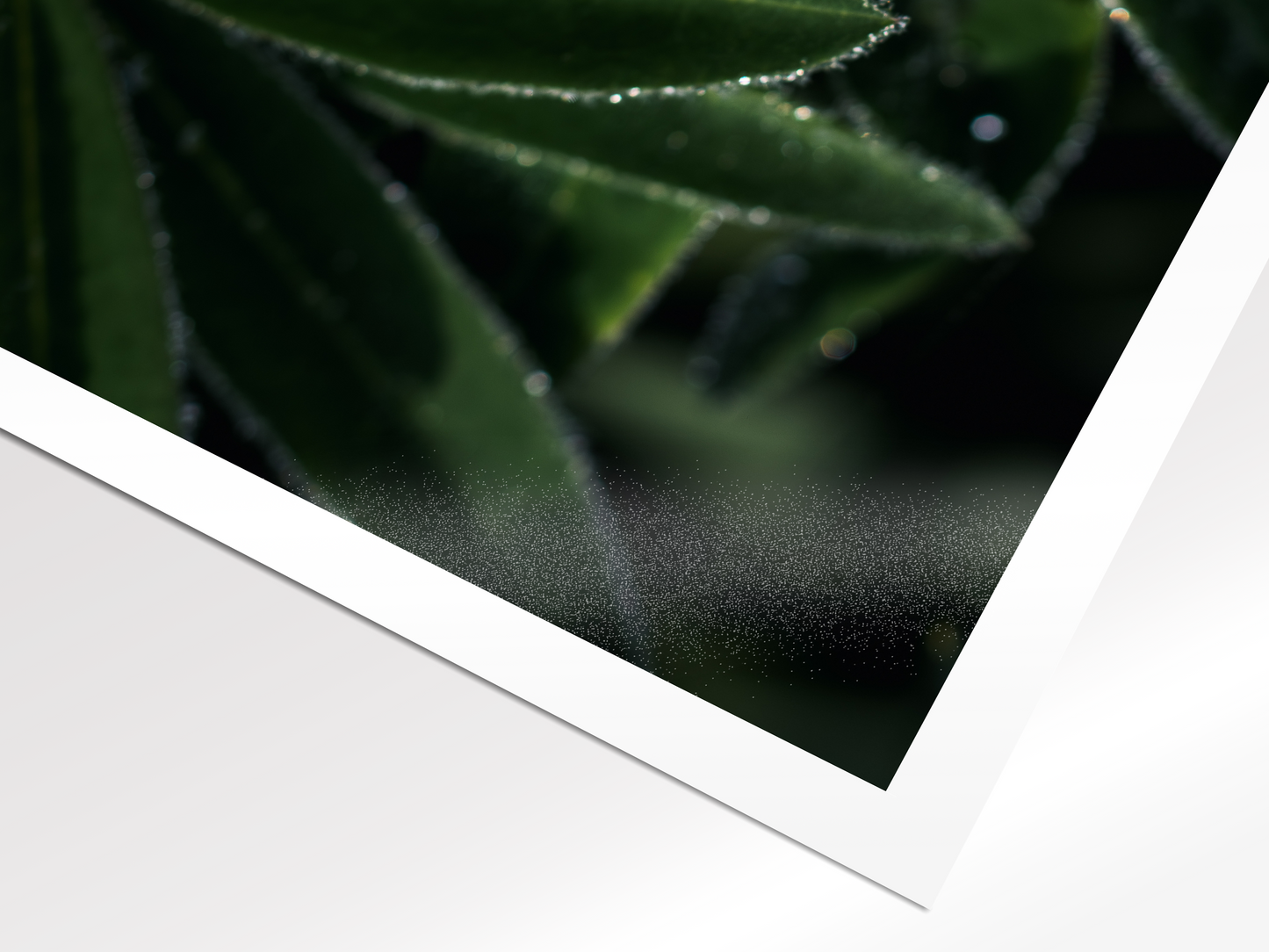 The Morning Dew