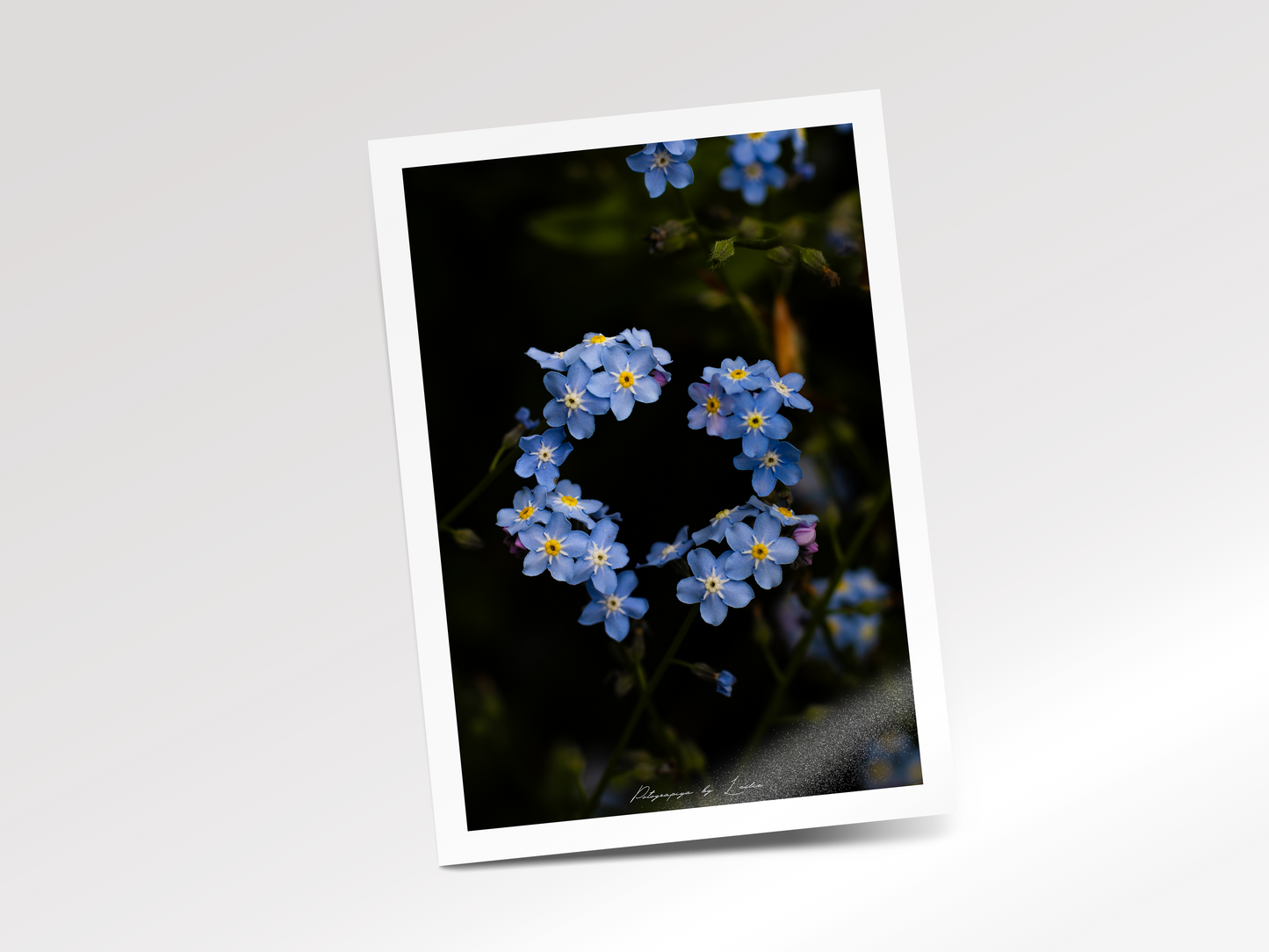 The Garden's Promise (Forget-Me-Not)