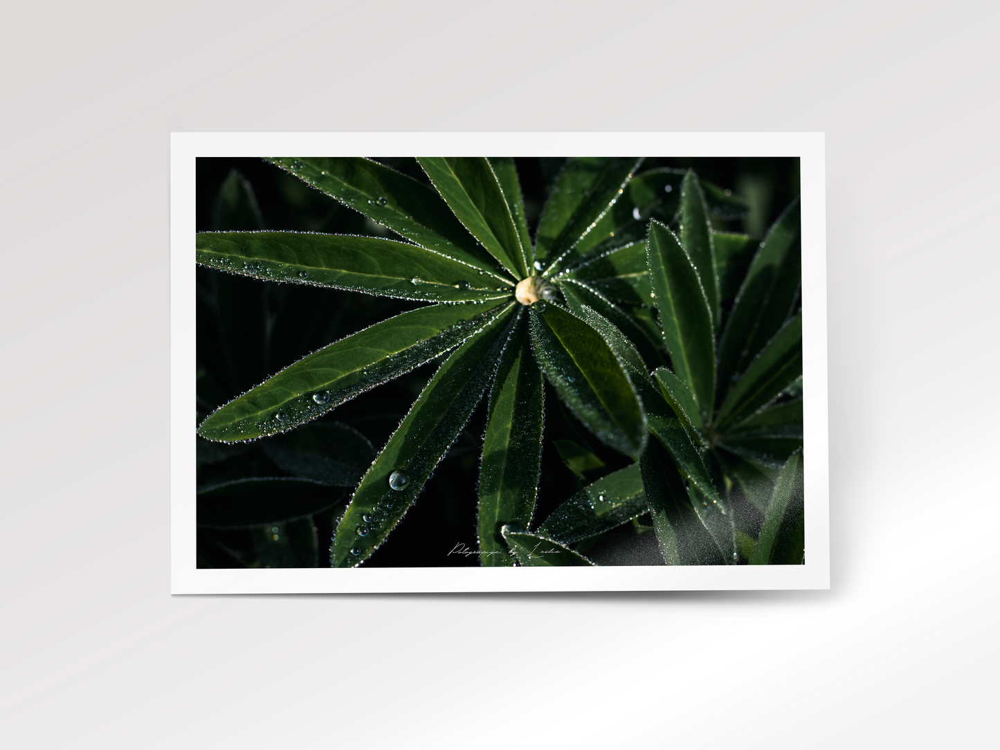 The Morning Dew