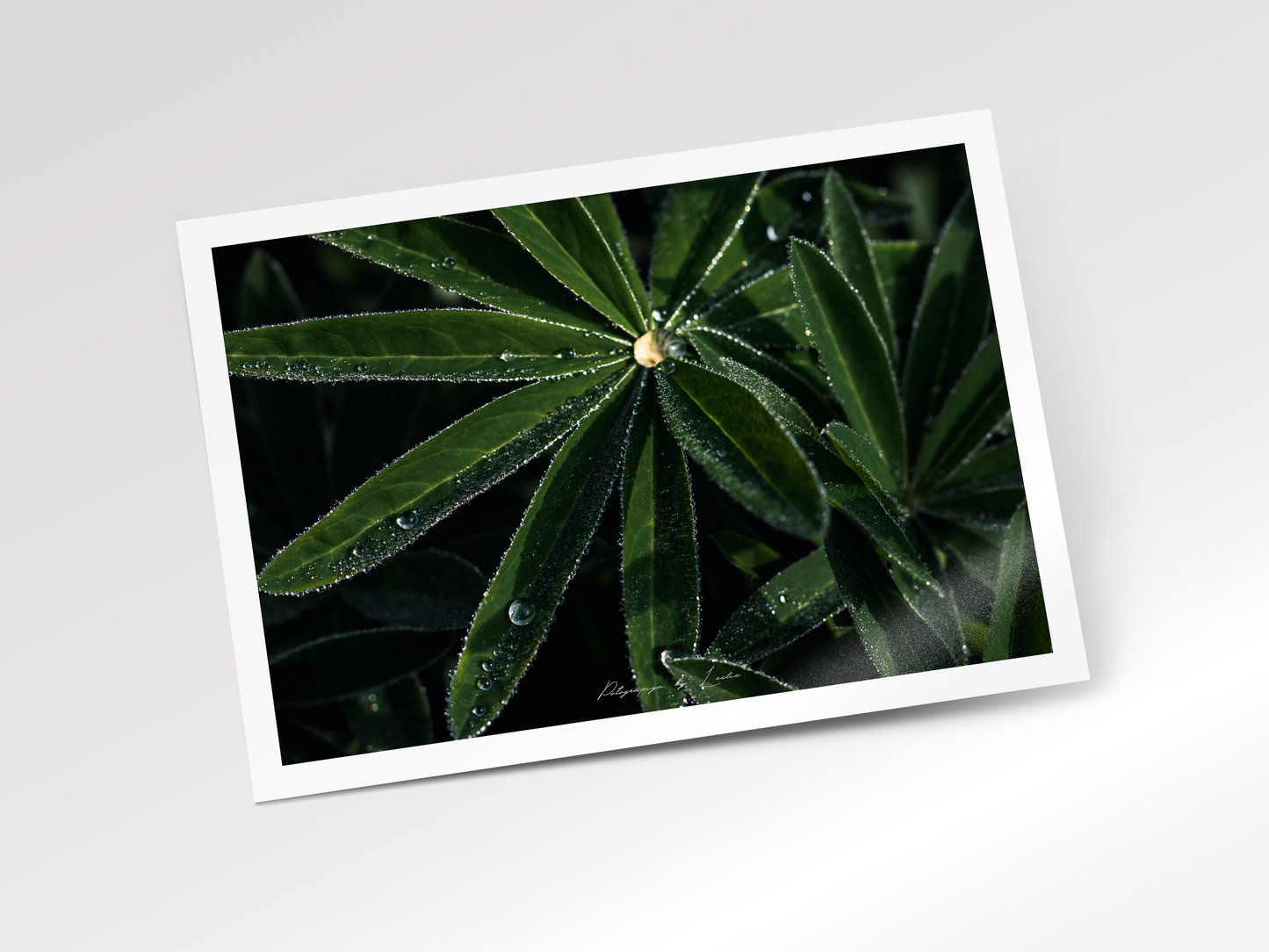 The Morning Dew