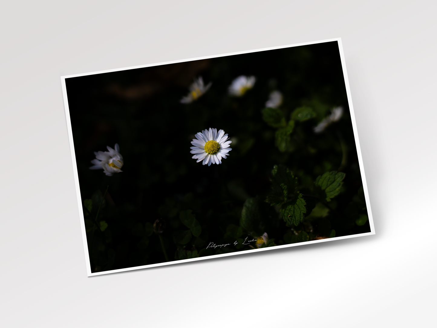 Little Wild Daisy