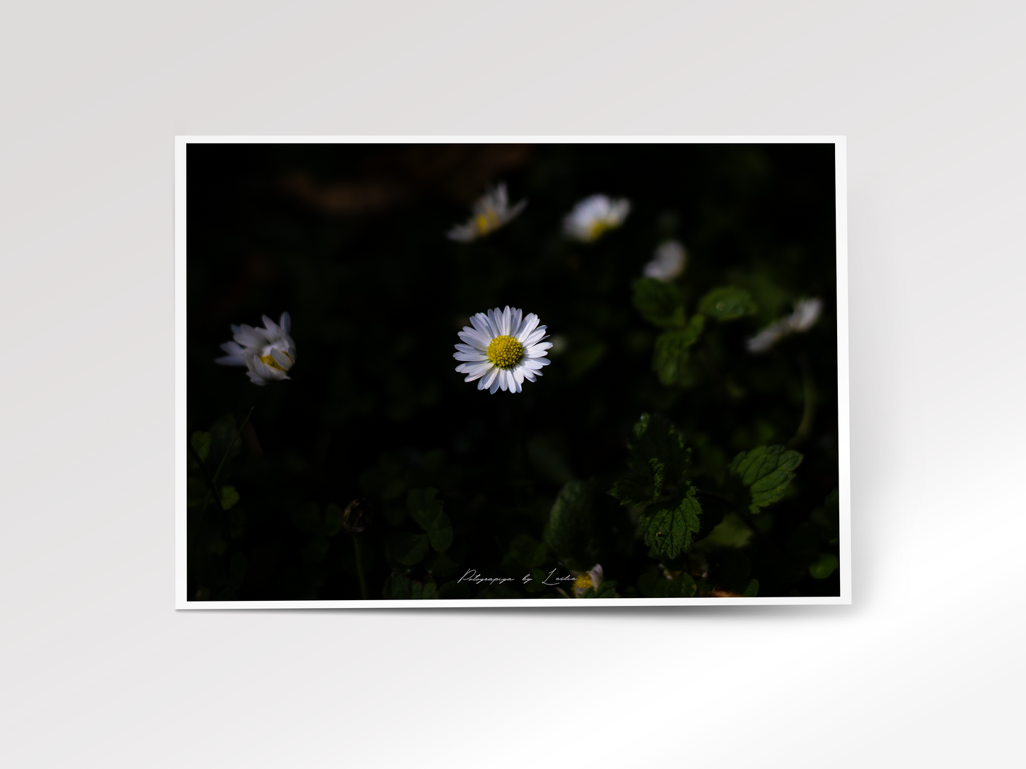 Little Wild Daisy